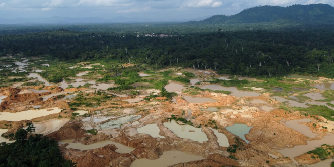 Bild: Giftiger Goldrausch